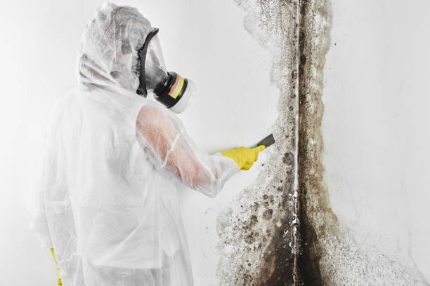 Best Mold Removal Near Me  in Trumbull Center, CT