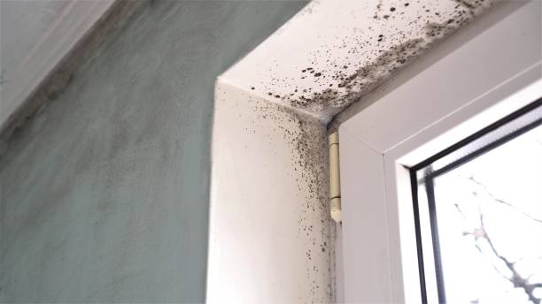 Best Best Mold Removal Companies  in Trumbull Center, CT