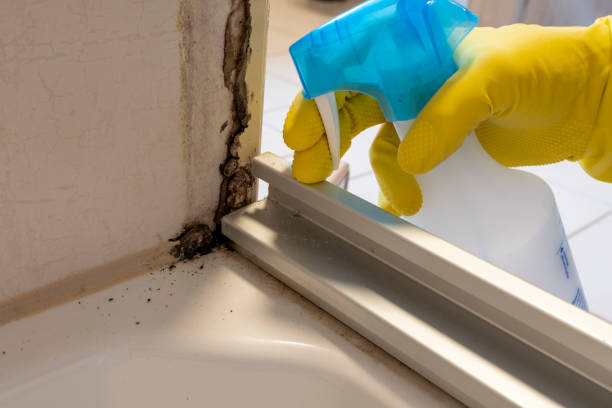 Best Best Mold Removal Companies  in Trumbull Center, CT