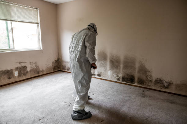 Mold Removal and Inspection in Trumbull Center, CT