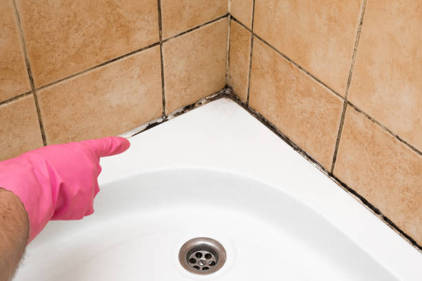 Best Black Mold Removal  in Trumbull Center, CT