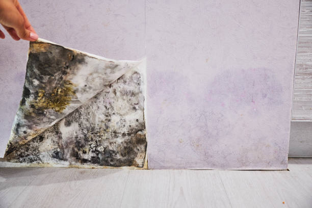 Trumbull Center, CT Mold Removal Company